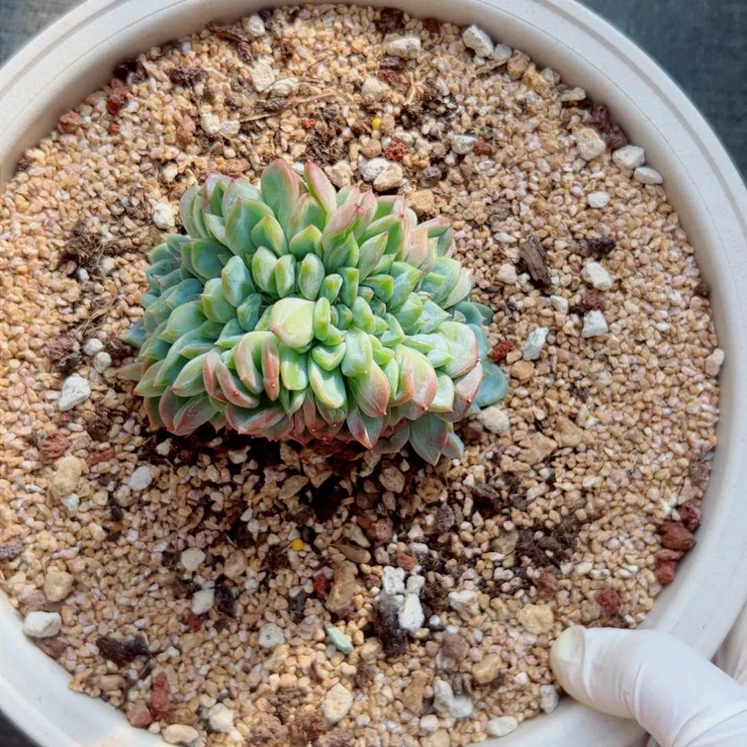 灬***灬多肉植物多肉植物