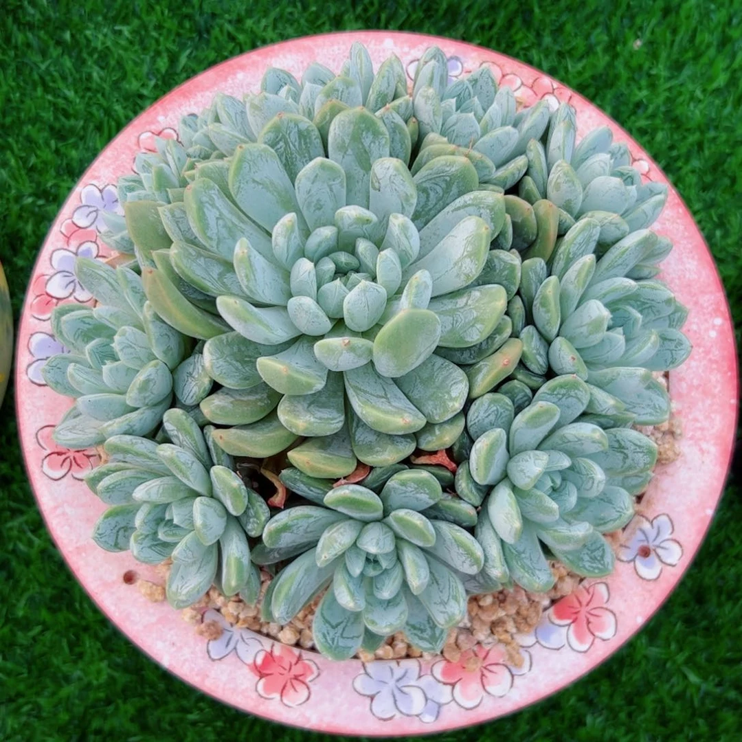 多肉植物多肉植物