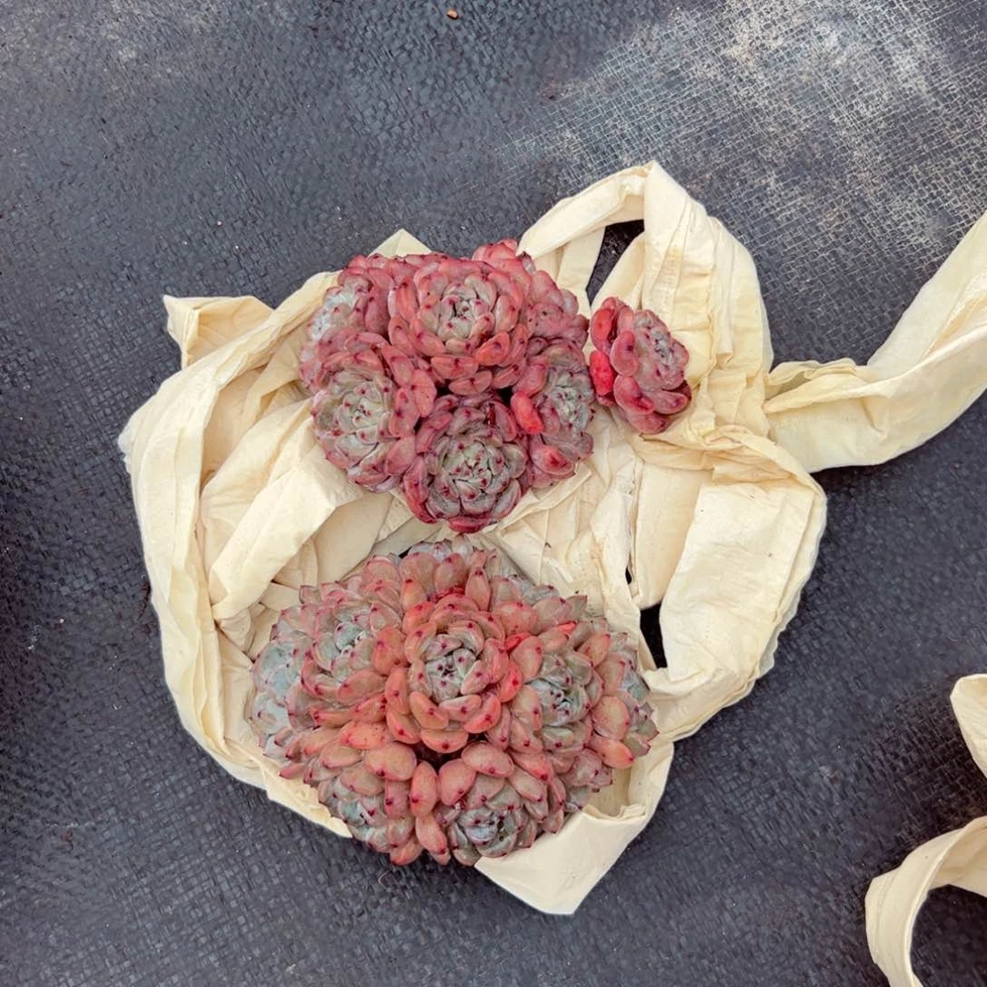 两颗雪爪多肉植物