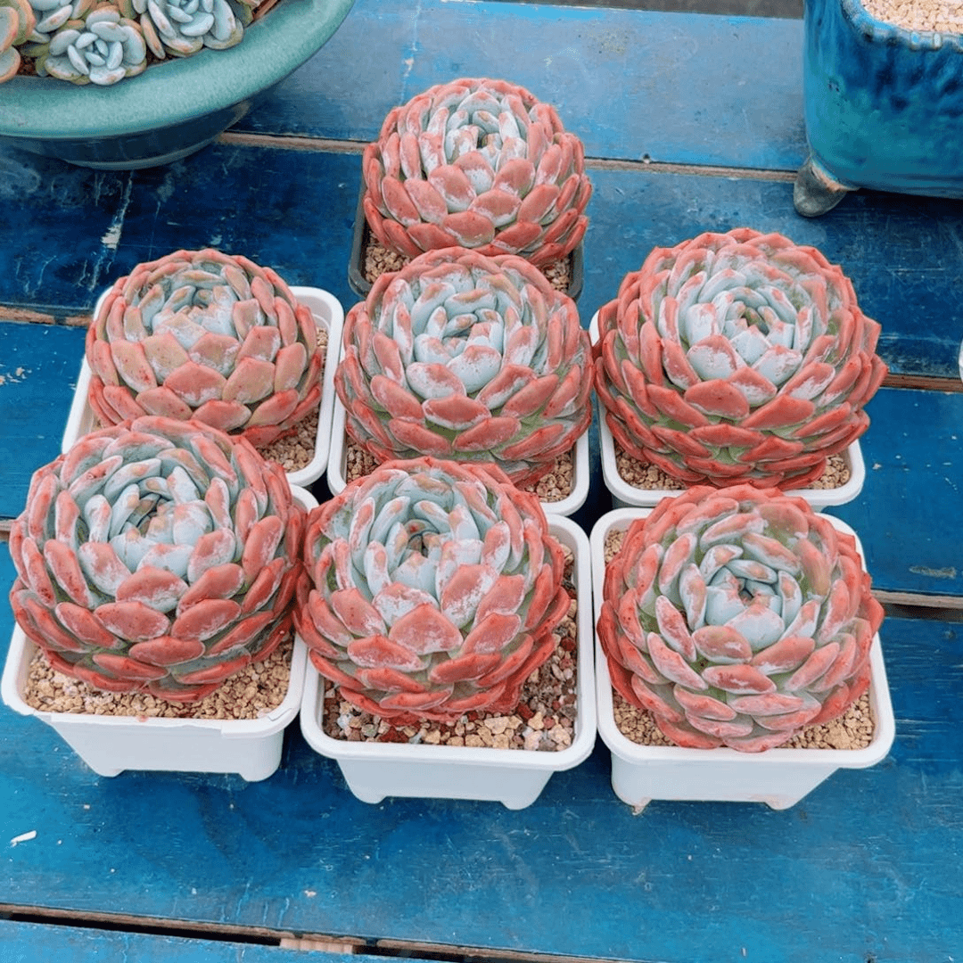 7颗橙子多肉植物