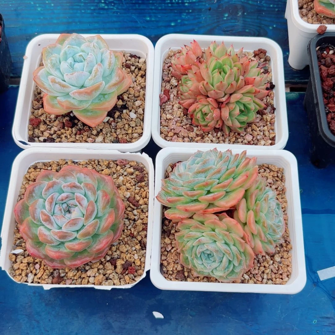 开播福利，不寄养多肉植物