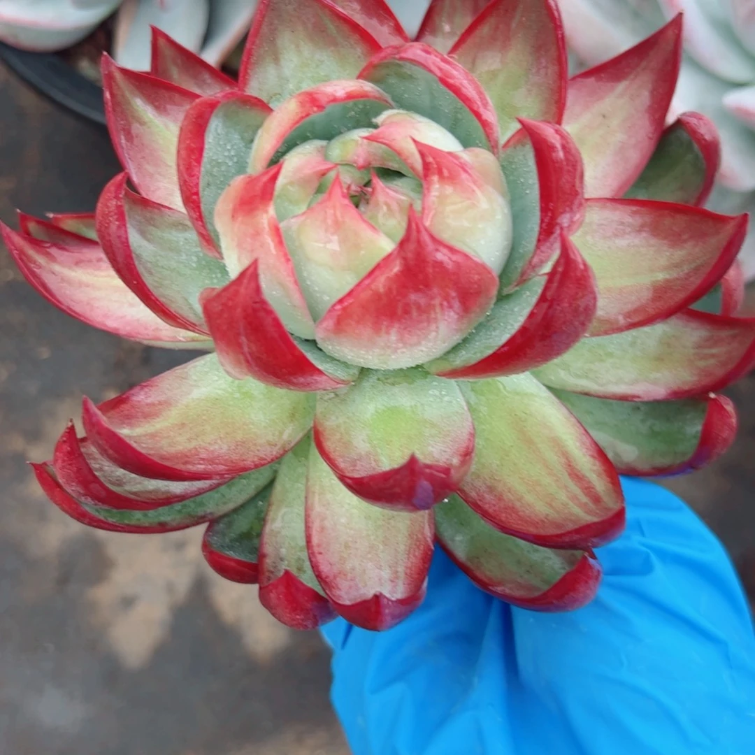 惊鸿仙子多肉植物