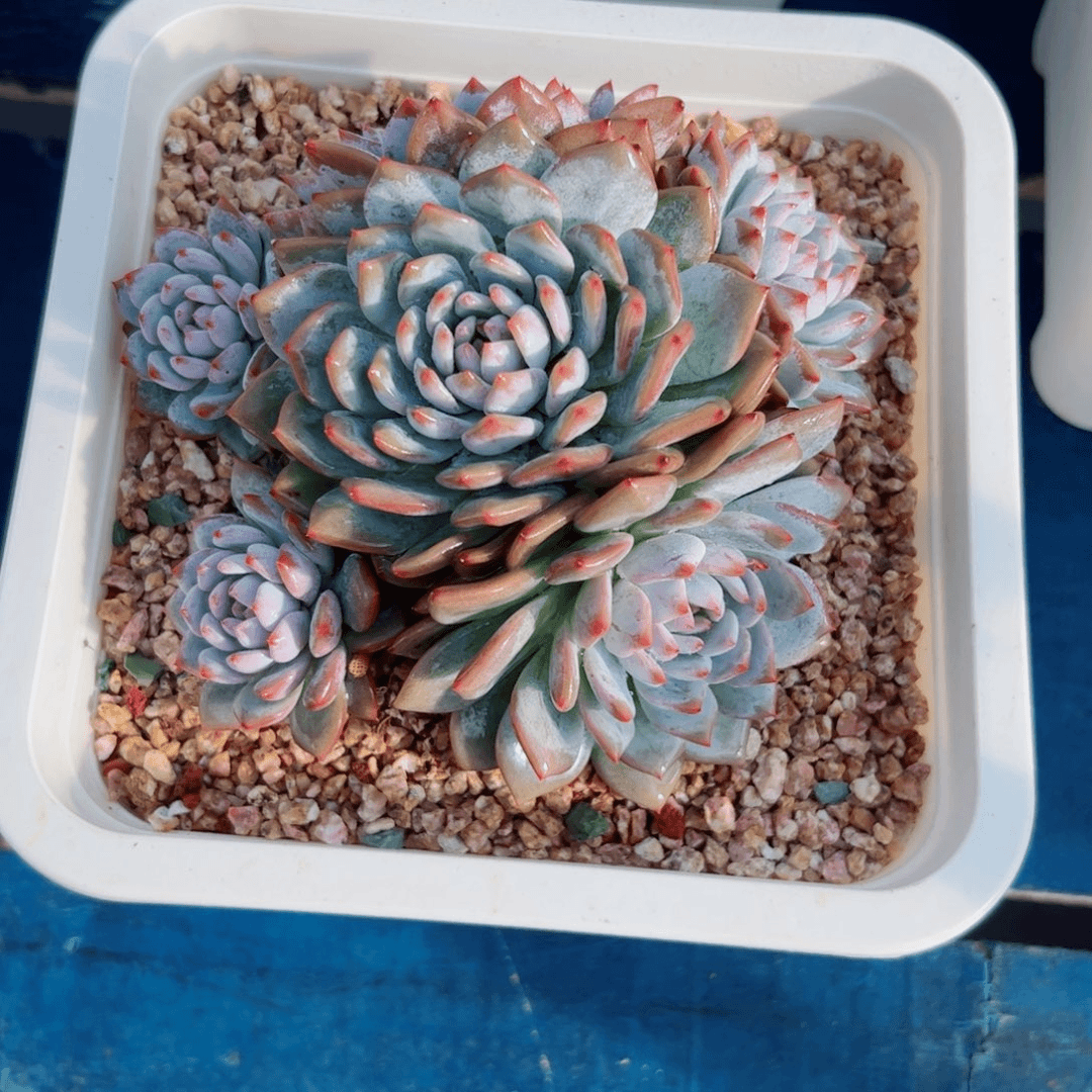 星星橙子多肉植物