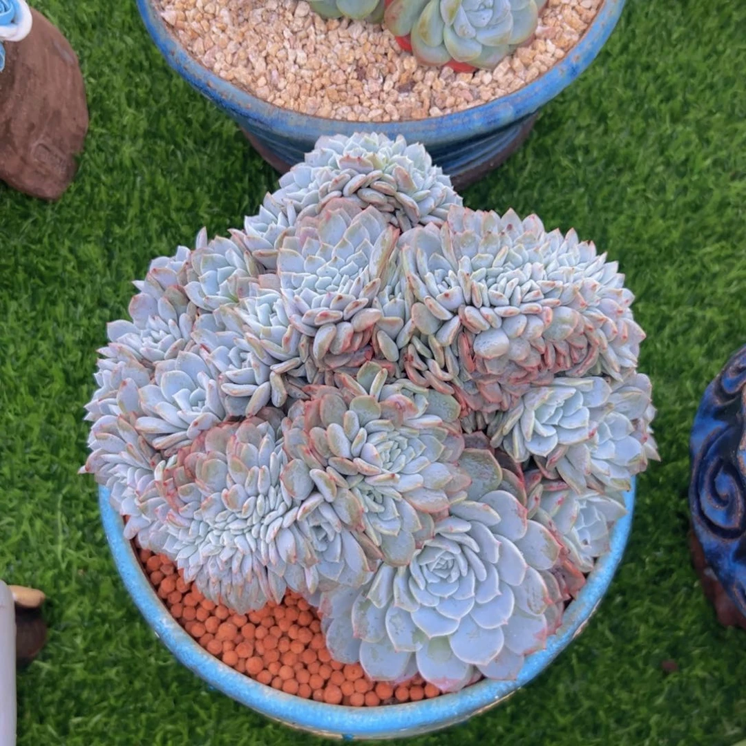 海棠花的多肉植物