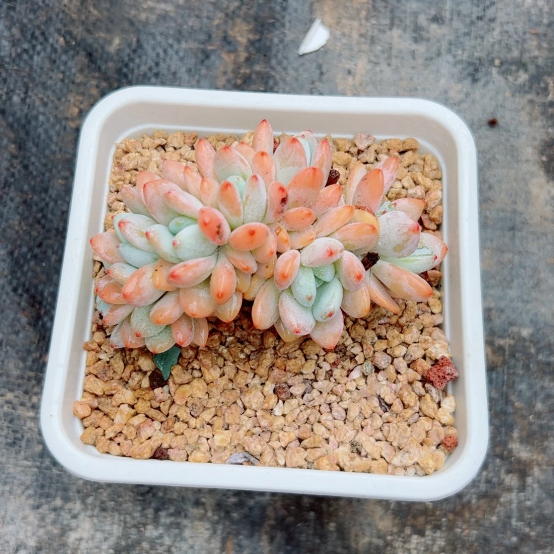 冷香朵朵多肉植物