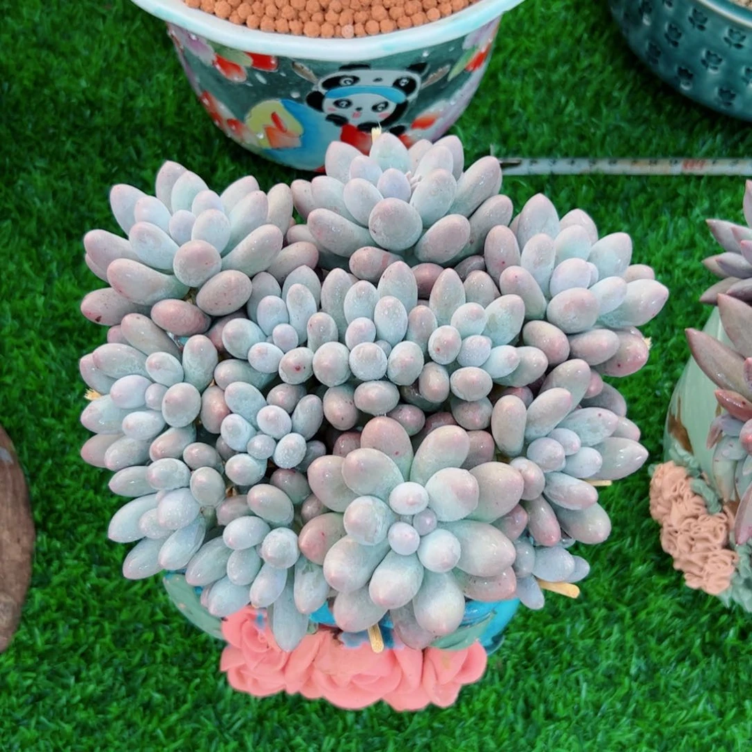 汤圆自然群多肉植物