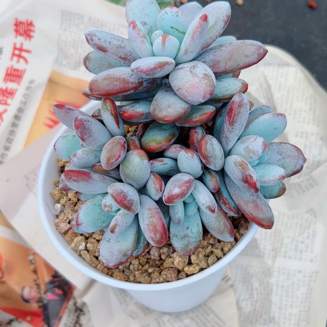 雪美人的多肉植物
