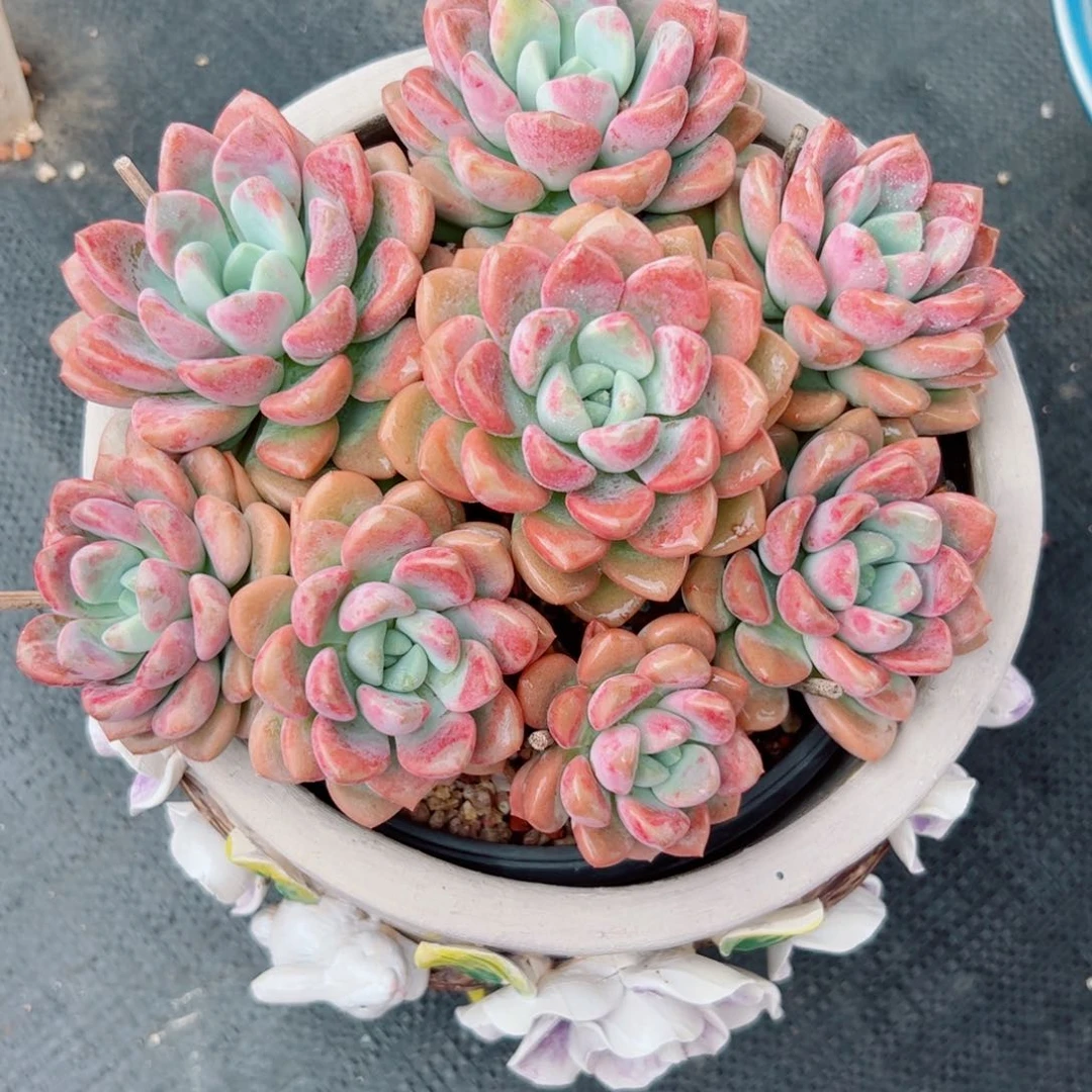 花斑露多肉植物多肉植物