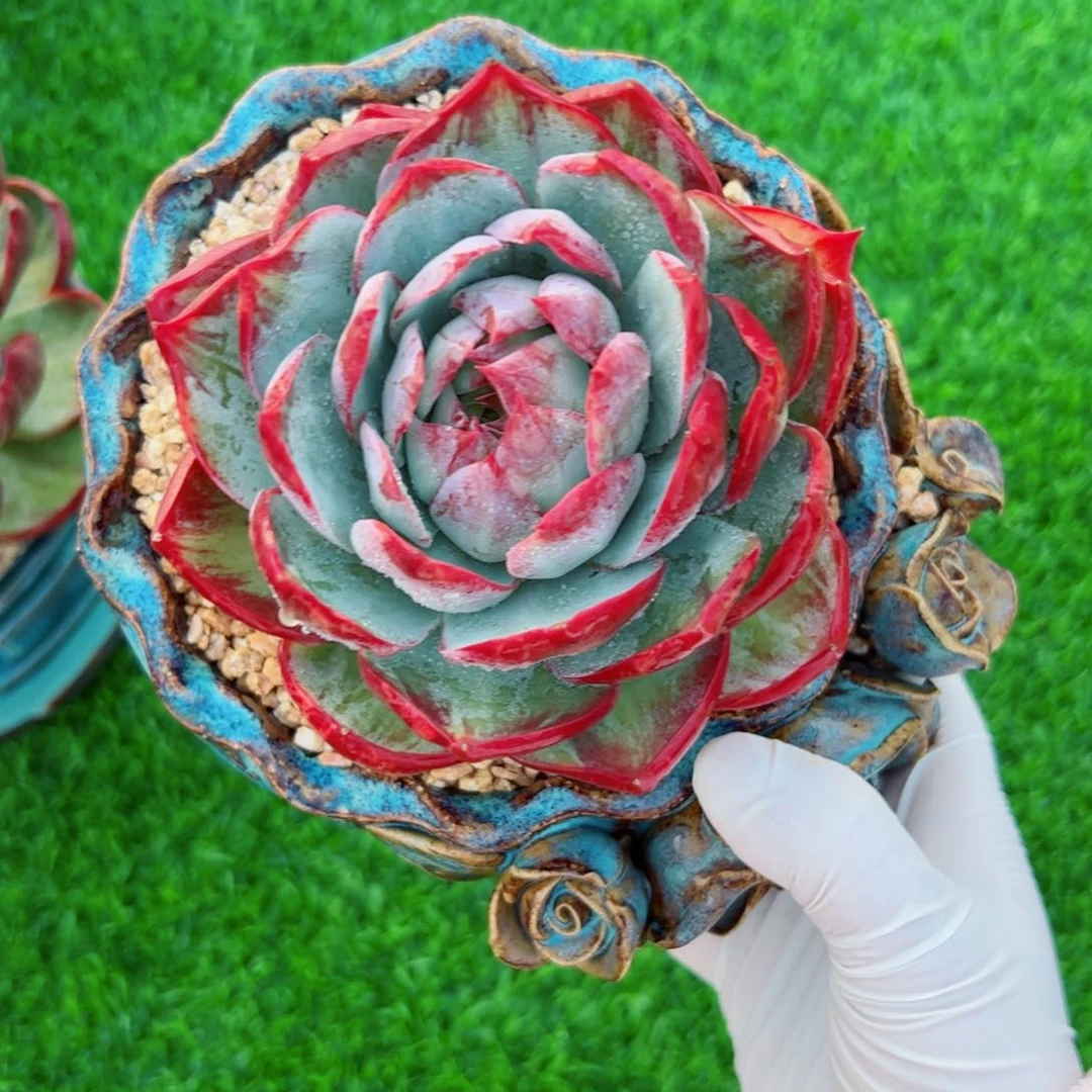 L****?惊鸿仙子多肉植物