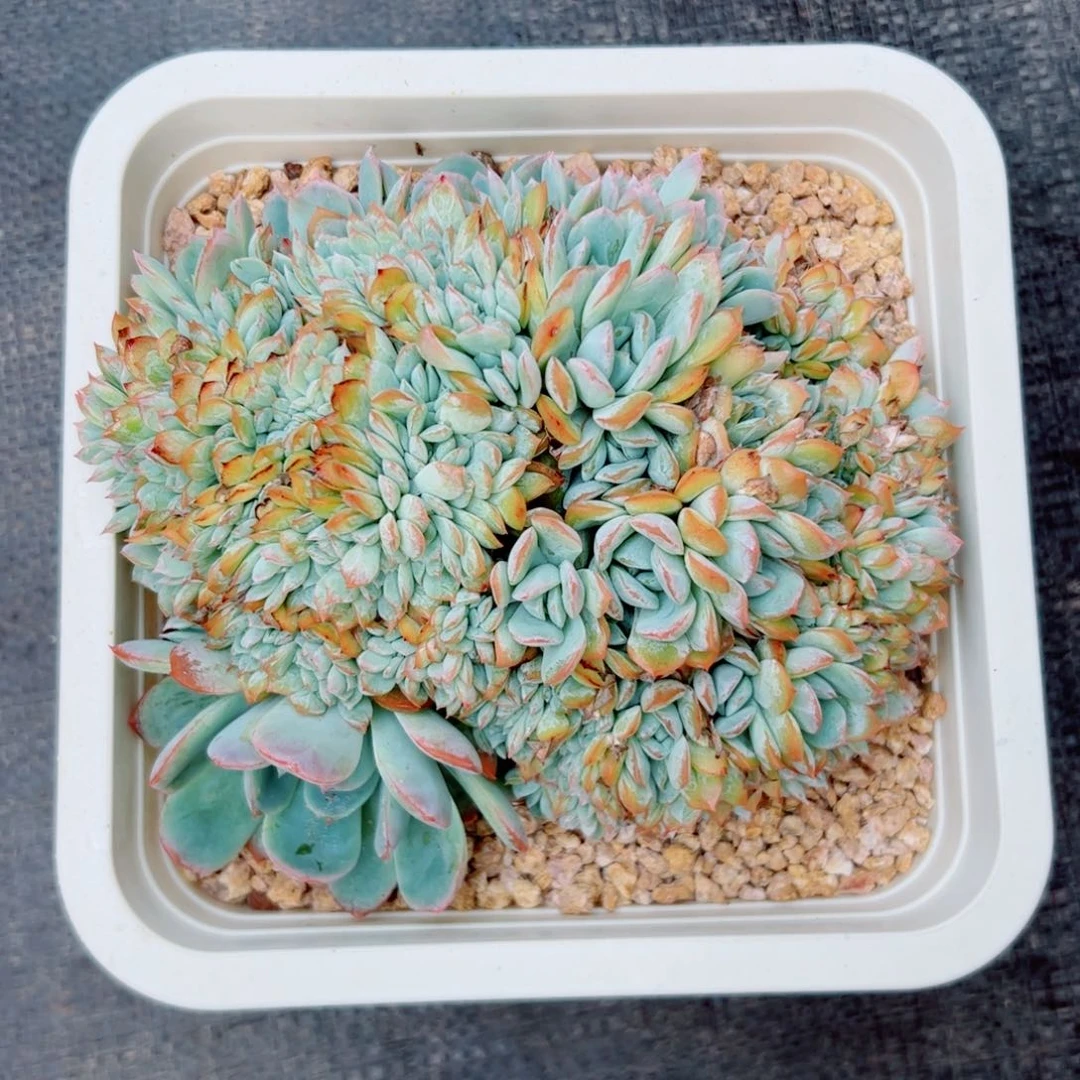 多肉植物多肉植物