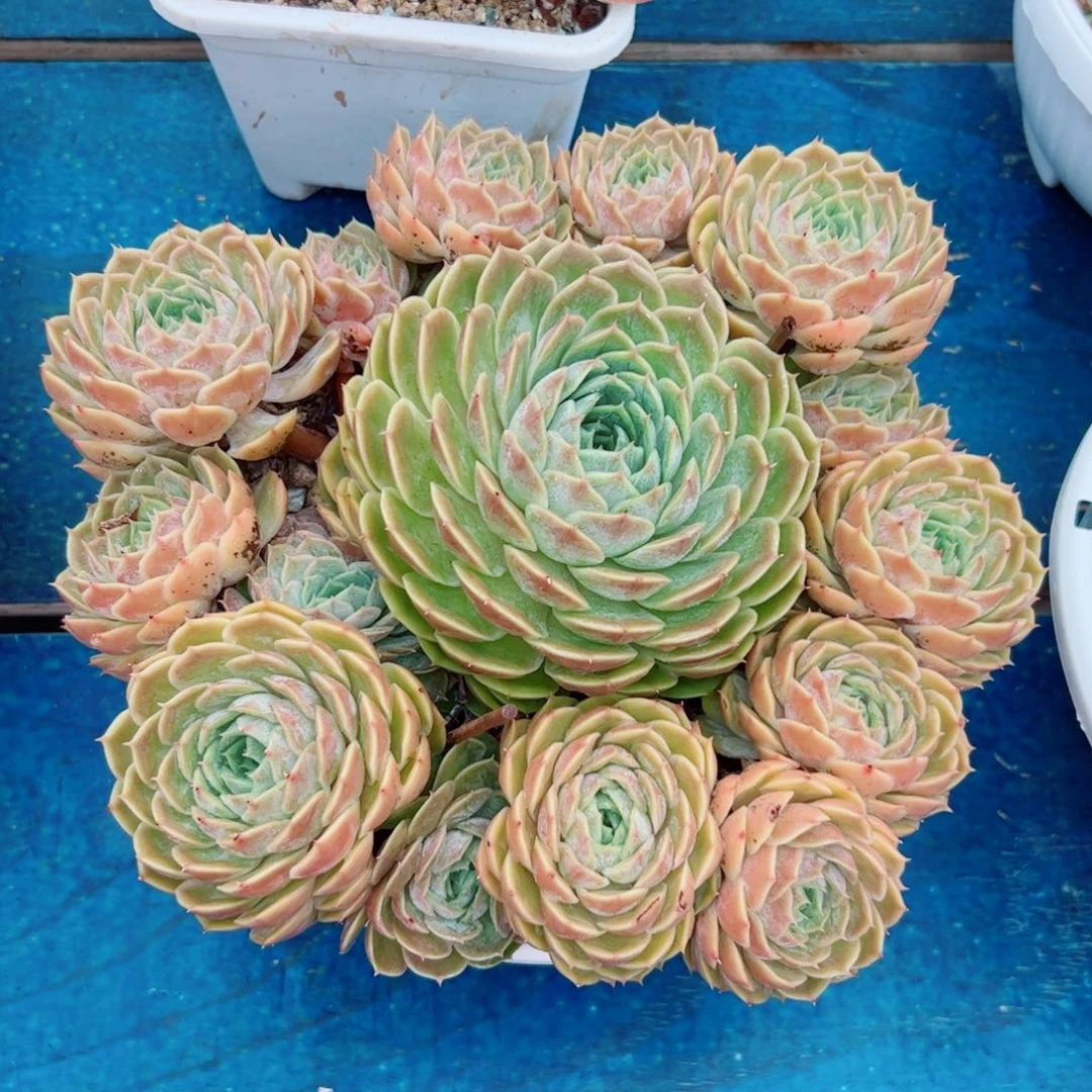 昂斯洛的多肉植物