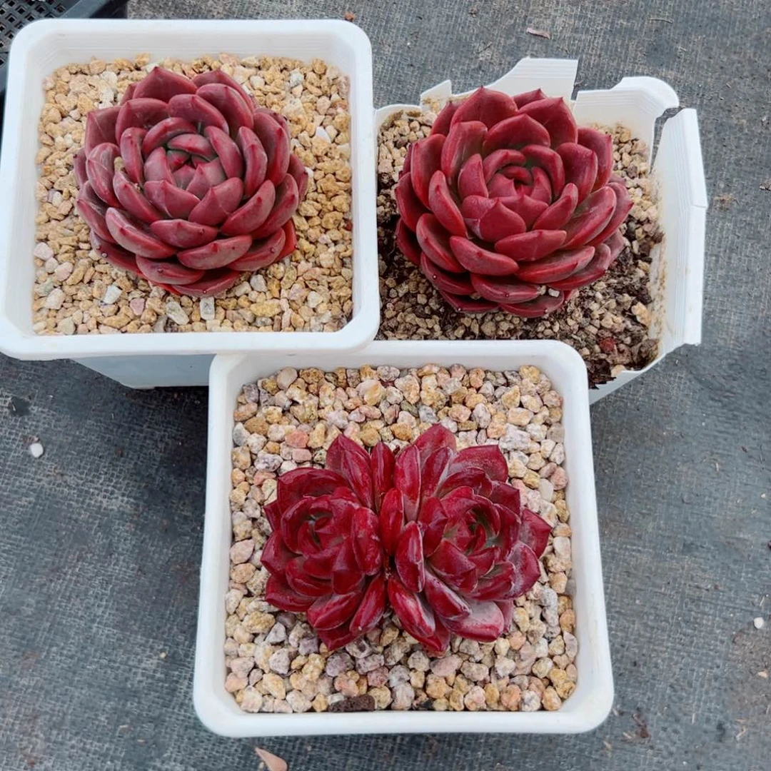 ?****l多肉植物多肉植物