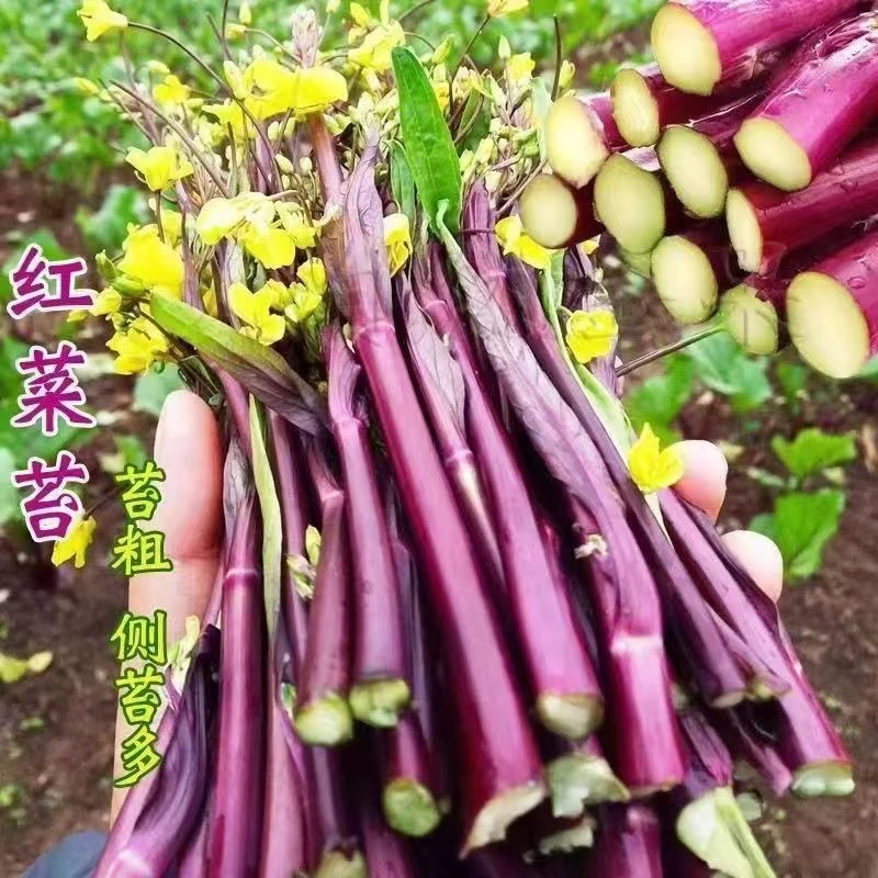 红菜苔秋季阳台庭院盆栽易种蔬菜菜心