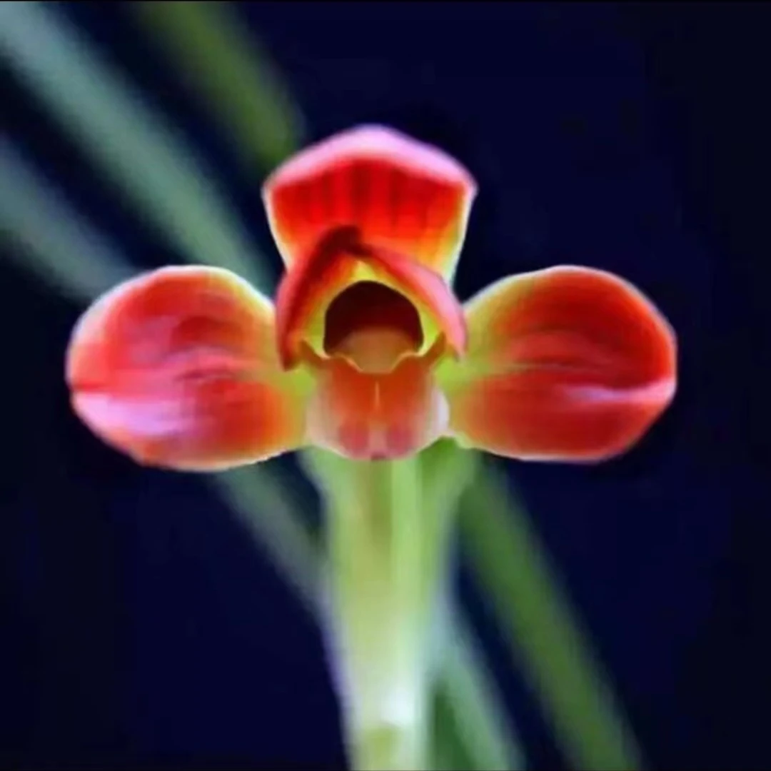 兰花直播间下单窗口