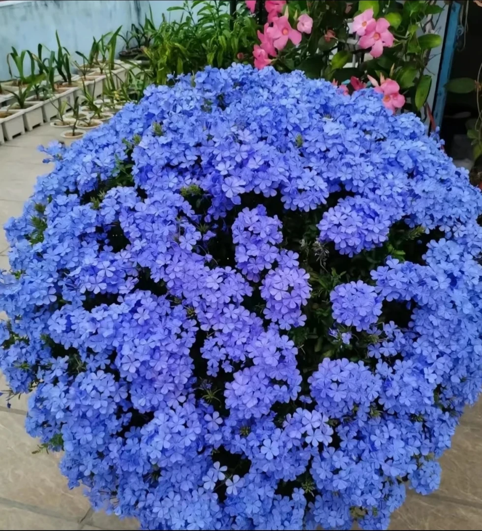（蓝雪花）花苗盆栽带花苞四季开花爬藤植物阳台庭院花卉好养活