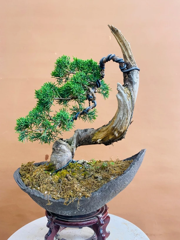 富林盆景 济州真柏 请勿私拍 一物一拍