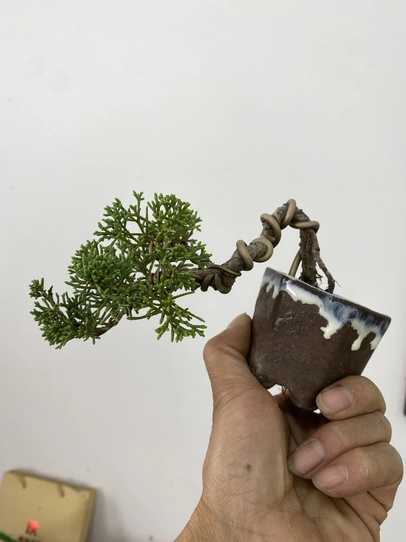 富林盆景 济州真柏 一物一拍 请勿私拍