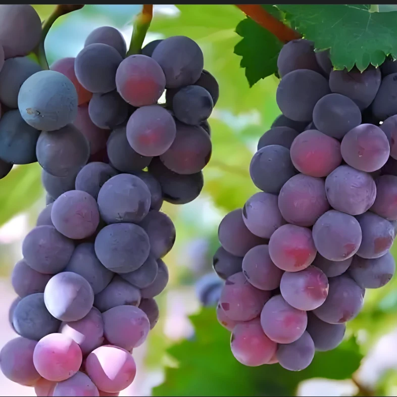 巴城巨峰葡萄（5斤礼盒装）汁甜皮薄阳澄湖巴城特产水果（果园种植）
