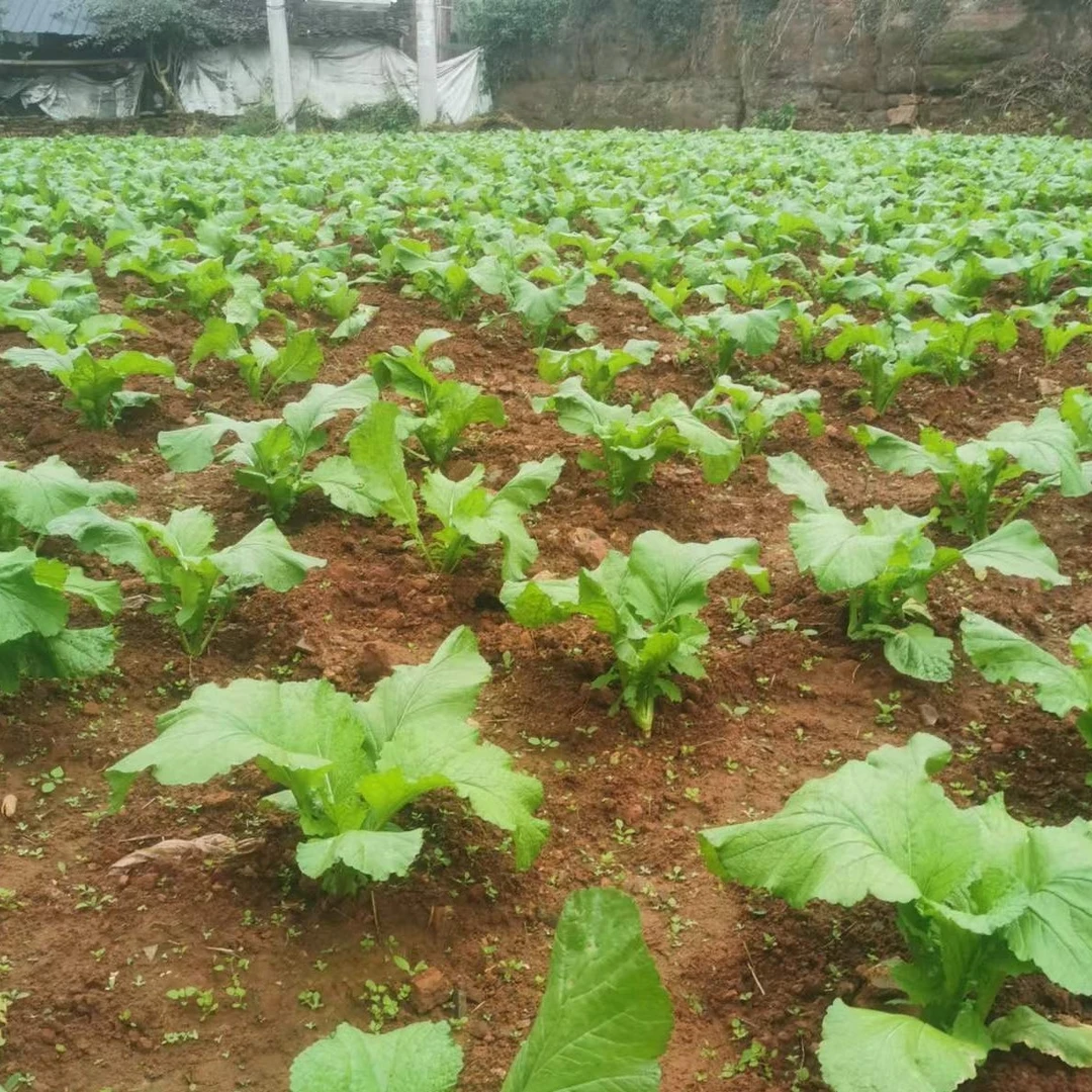 新鲜菱角菜、榨菜、涪陵羊角菜又叫坨坨菜
