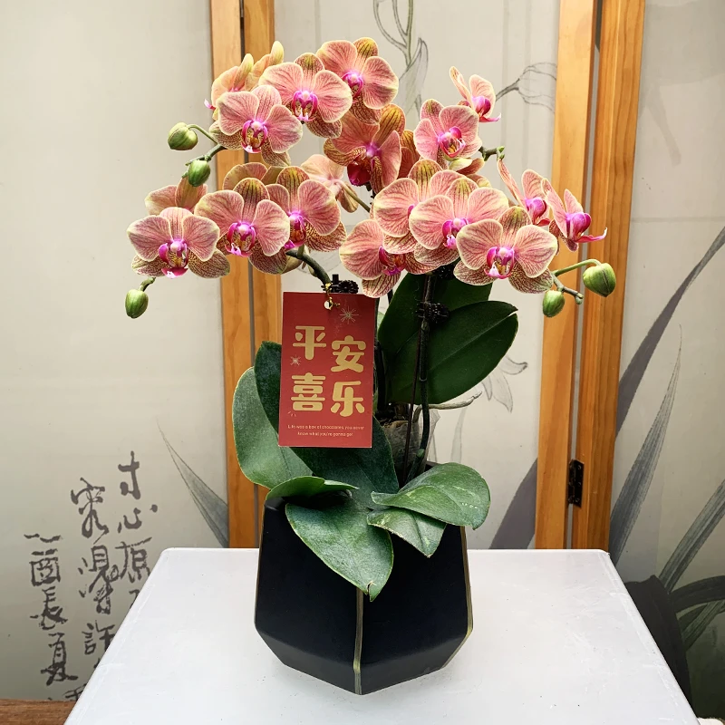 【带花剑】蝴蝶兰大吉利高端兰花好养客厅绿植花卉