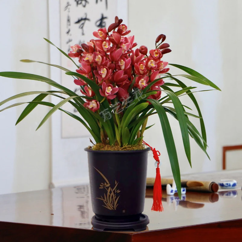【特A级红宝石】带花苞兰花国兰红花浓香红袍喜庆年宵花送花盆