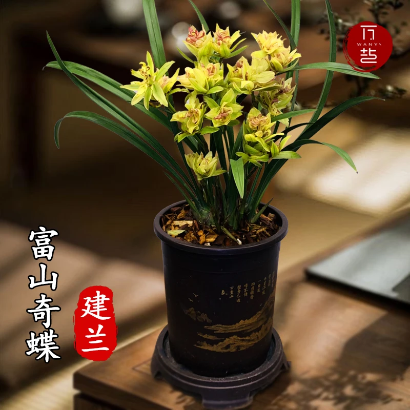 【带3花】四季兰建兰富山奇蝶多瓣奇花浓香型高端花卉夏秋开花