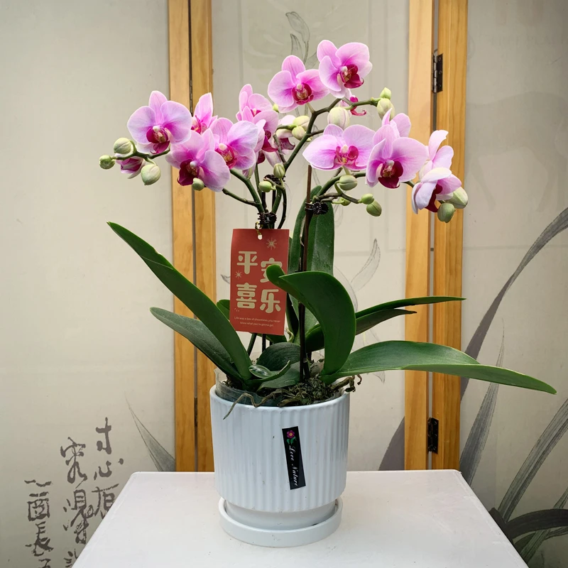 【送花盆】精品蝴蝶兰宝贝带花苞好养耐开绿植花卉