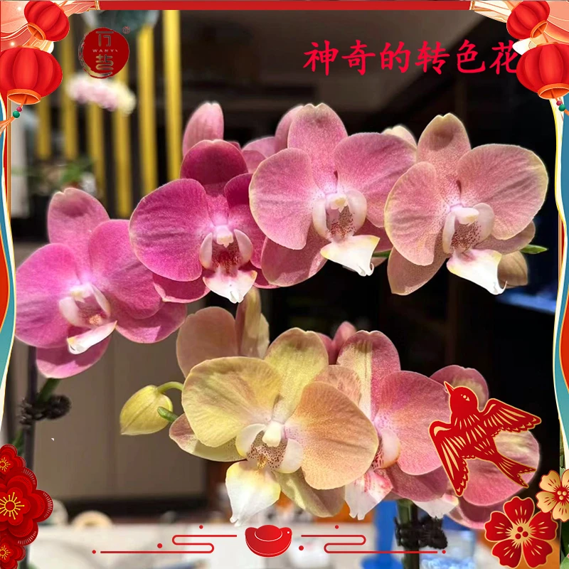 变色花蝴蝶兰鲑鱼带花剑（抽梗苗未开放）复古色高端室内绿植花卉