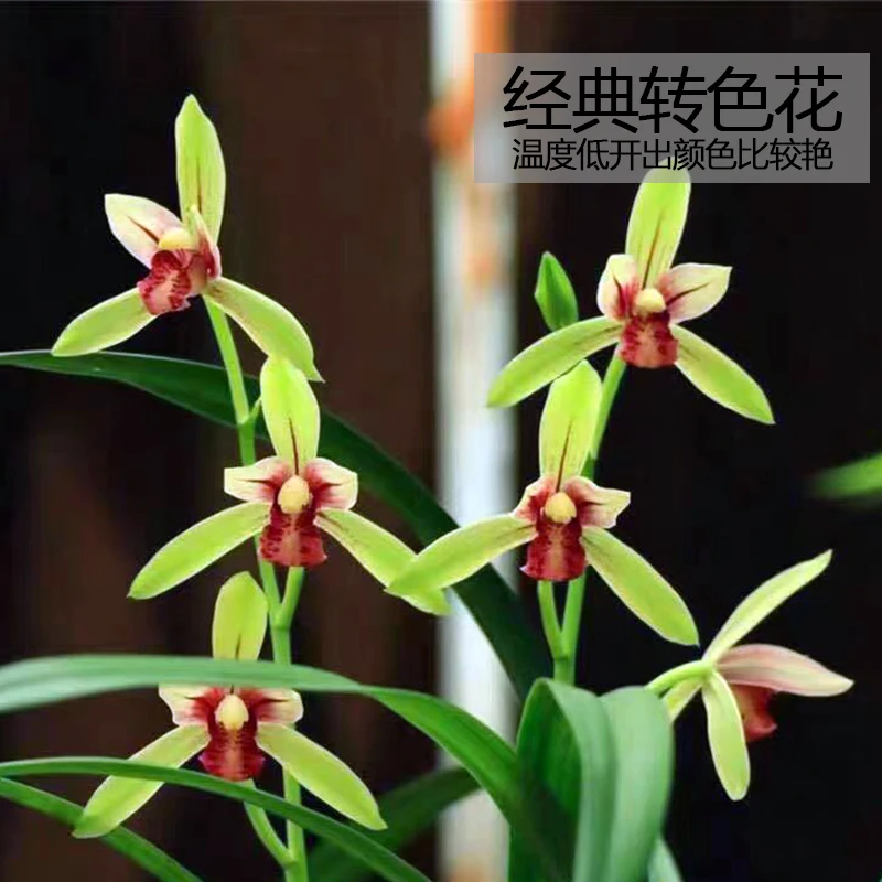 【带花苞】建兰翠玉胭脂经典转色花四季兰铭品好养浓香花卉绿植