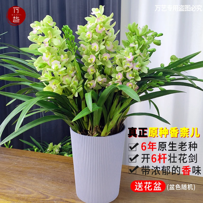 【特A级兰花香柰儿】带6杆高端室内花卉绿植好养易活送礼专属