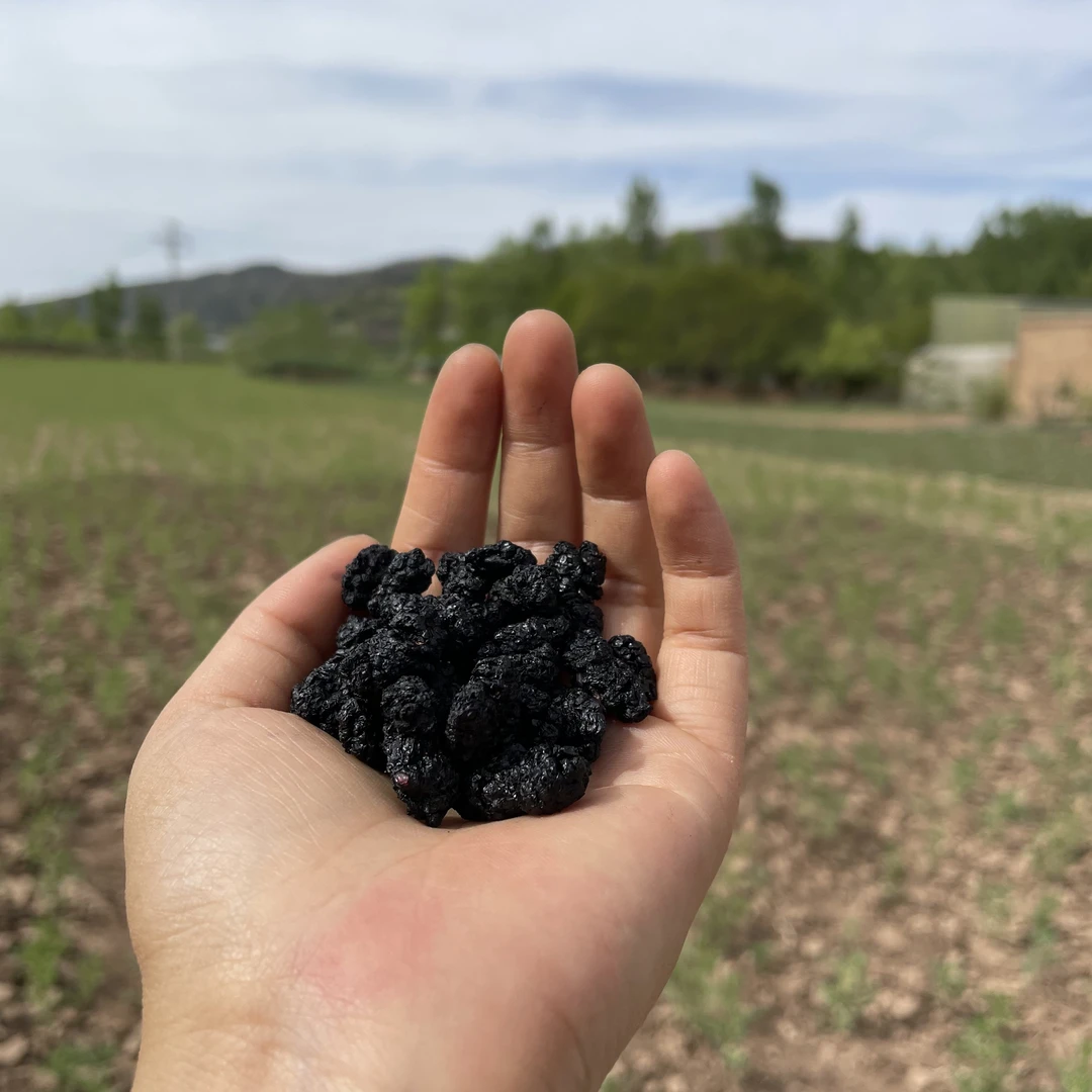 【桑葚干】--直播用-- 自然晾晒 无熏硫 甘肃发货