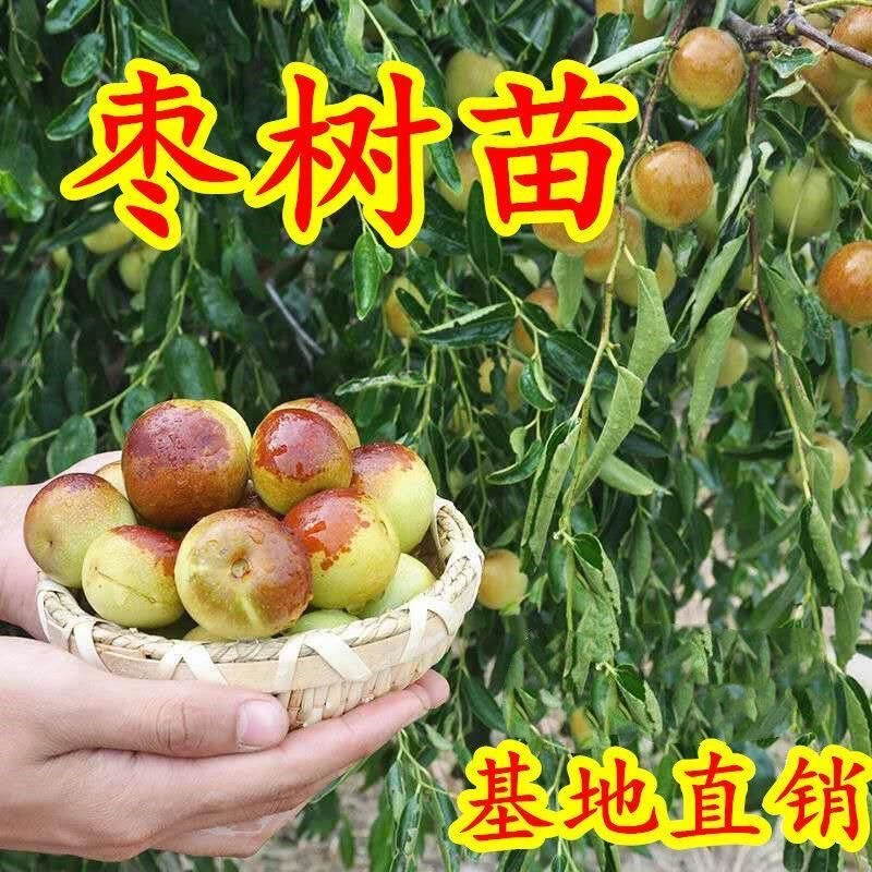 基地种植正宗冬枣树苗新品种无核早熟冰糖大枣 南北方盆栽地栽