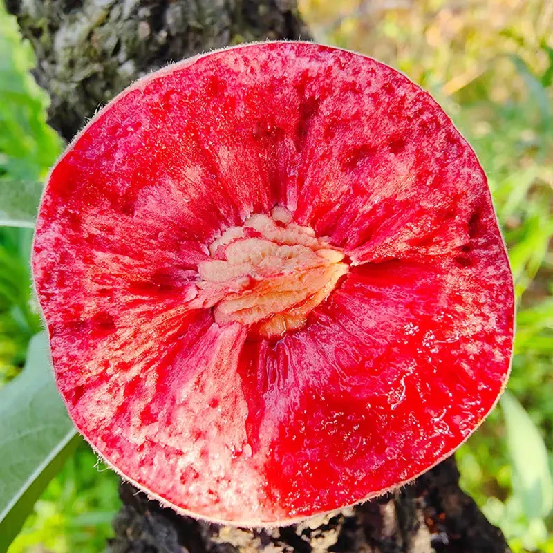 正宗嫁接血桃树苗盆栽地栽阳台庭院南方北方种植当年结果果树苗