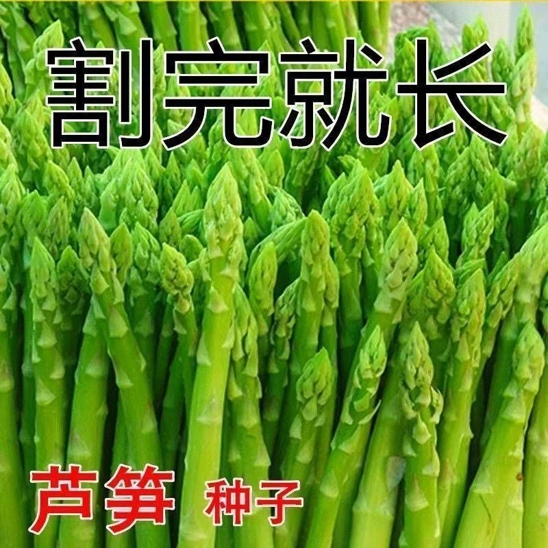 绿芦笋种子四季种植绿芦笋种籽蔬菜种子大全抗热耐寒