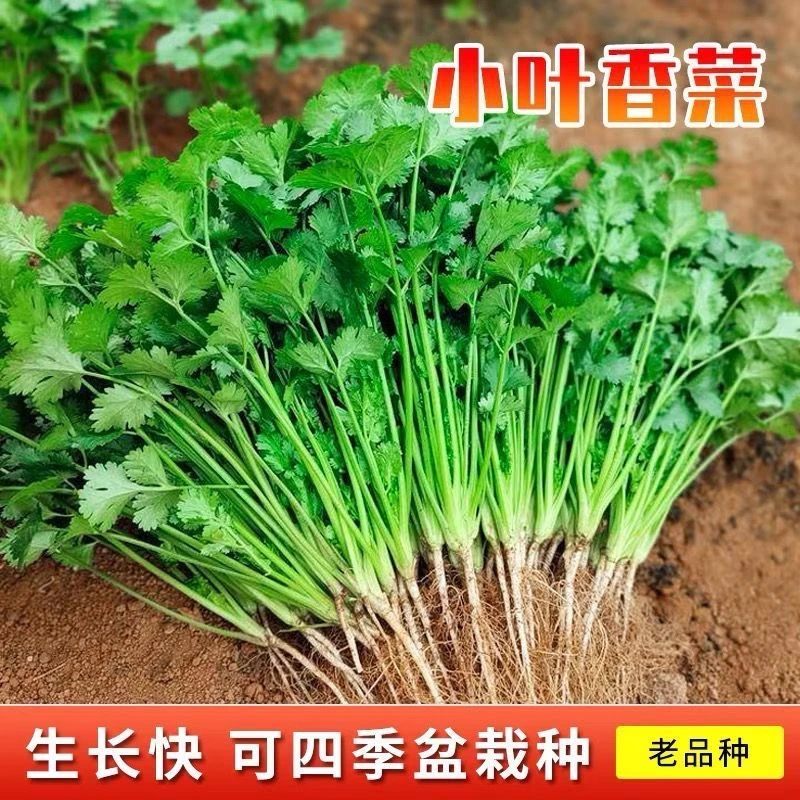 易发芽四季香菜种子香菜籽耐热四季阳台室内盆栽种籽蔬菜种子大全