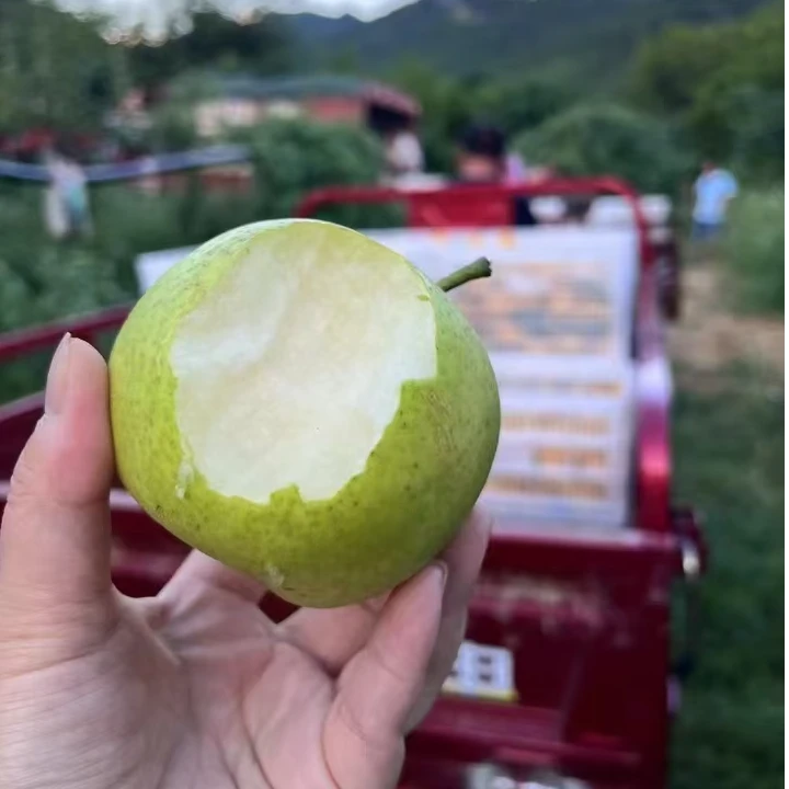 【青皮黄金梨】现摘现发应季露天水果小黄金梨夏季尝鲜细腻无渣