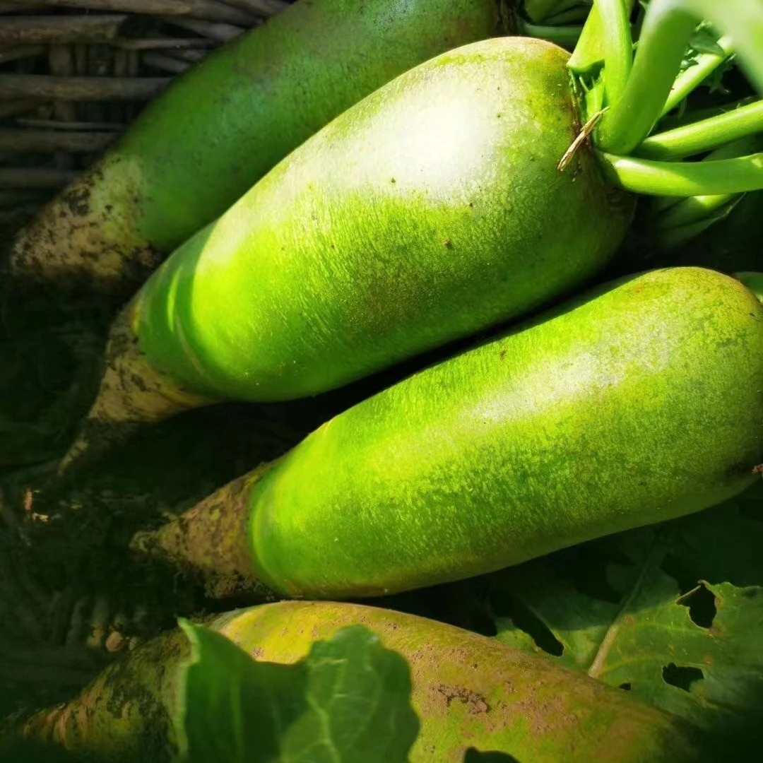 小张沙窝萝卜净含量8.8斤