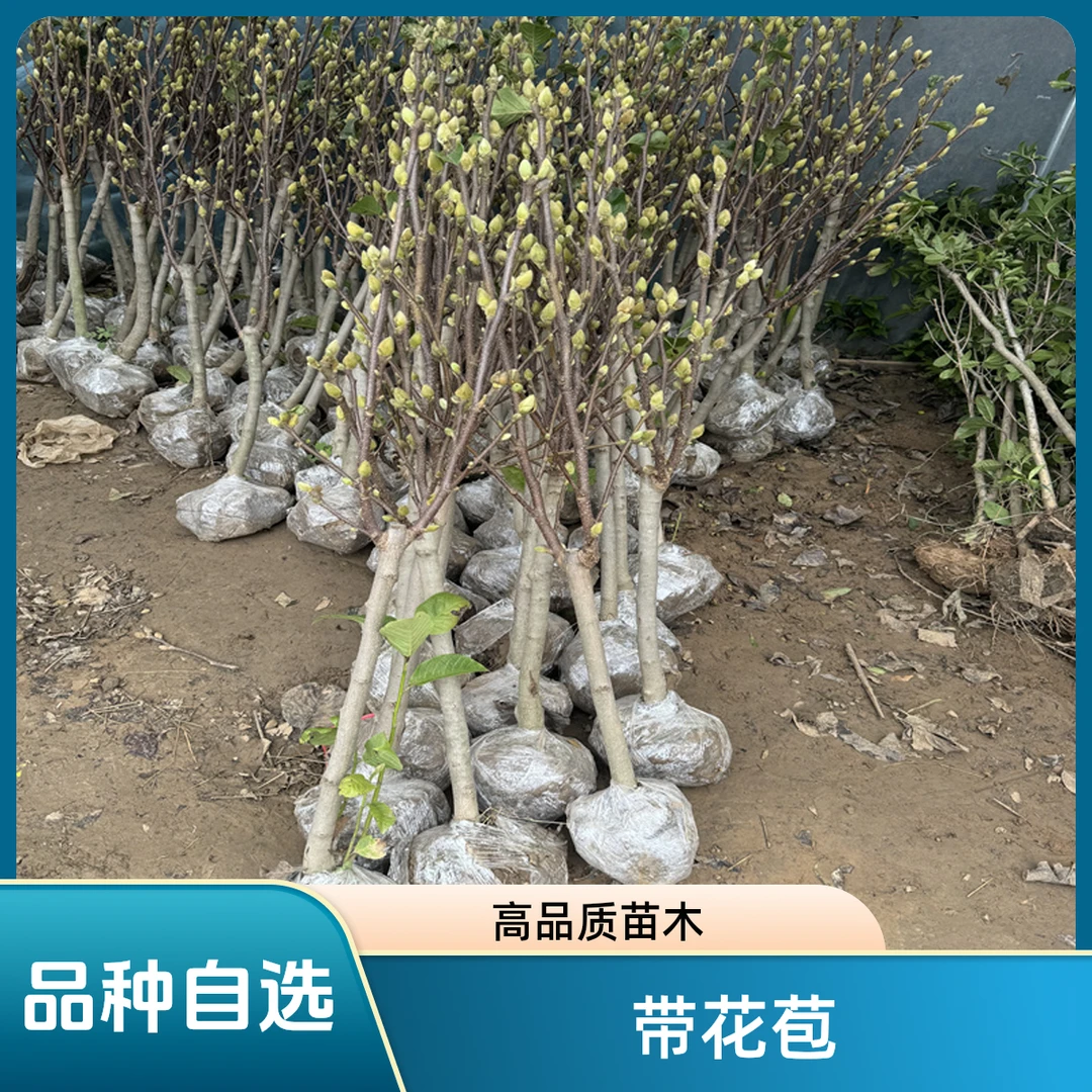 【带花苞浓香型】四季矮化红玉兰花盆栽紫玉兰花树矮种耐寒