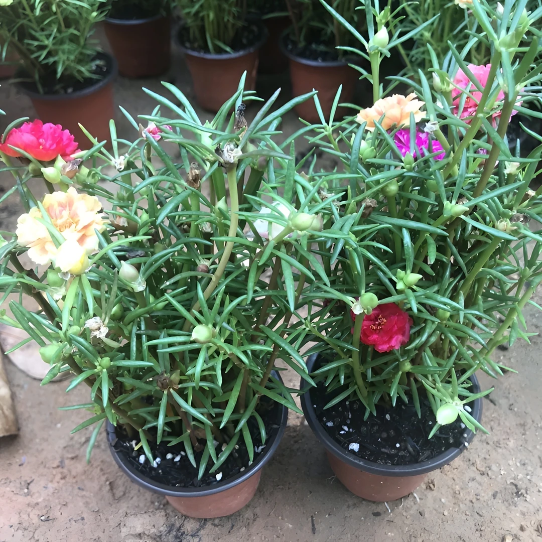 重瓣太阳花苗带根混色