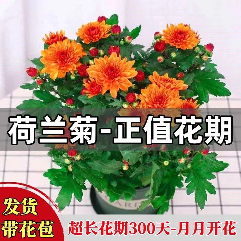 【带花苞发货】重瓣荷兰菊菊花盆栽室内阳台庭院花卉香橙菊四季开花