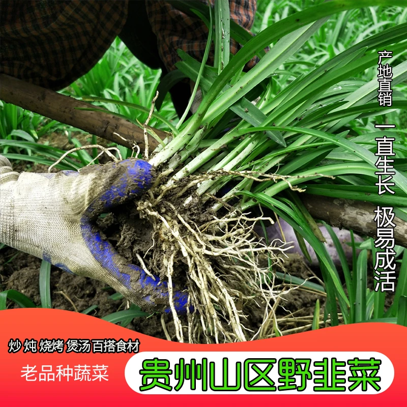 韭菜根苗大叶韭菜宽叶韭菜山韭栽庭院盆栽种植易成活贵州韭菜根苗