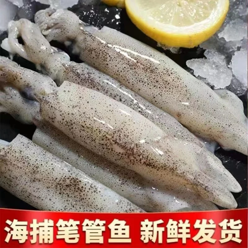 新鲜灯光围网笔管鱼海兔 一斤15只左右 到手4斤江苏发货
