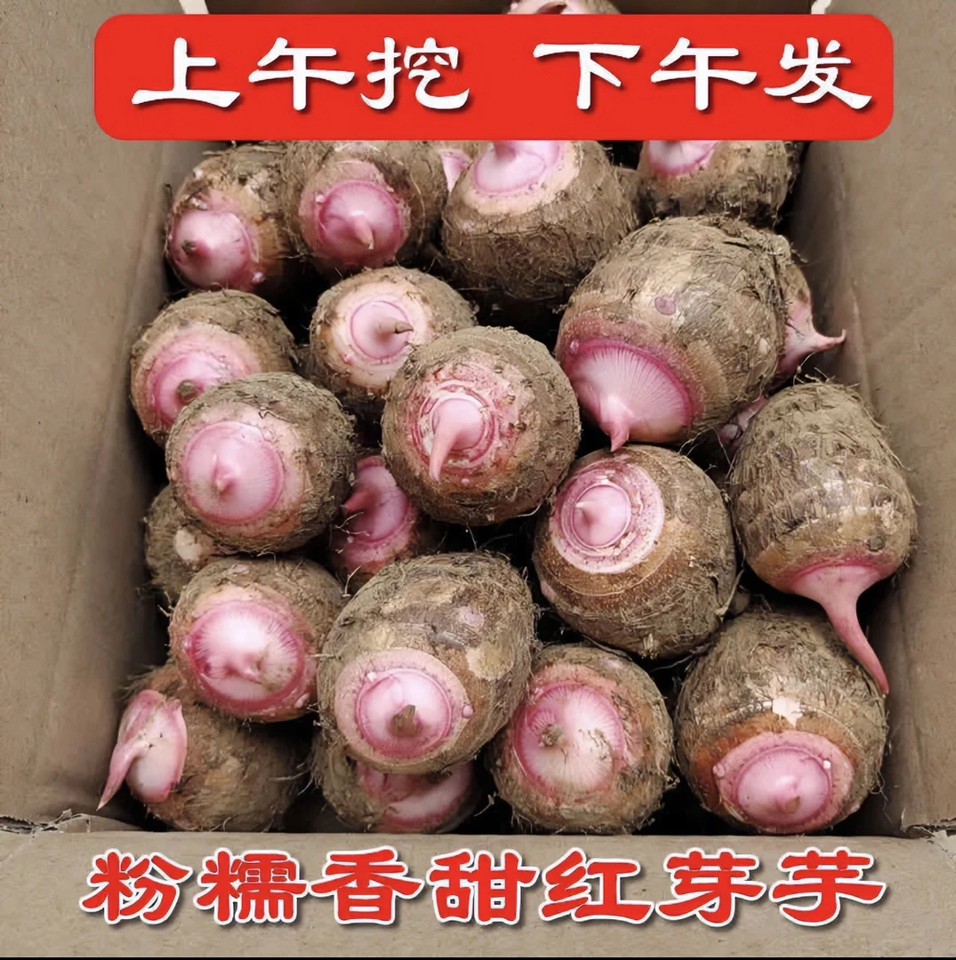 24年新浙江红芽正宗5斤新鲜现挖软糯拉丝毛芋头小香芋红梗芋1/3斤