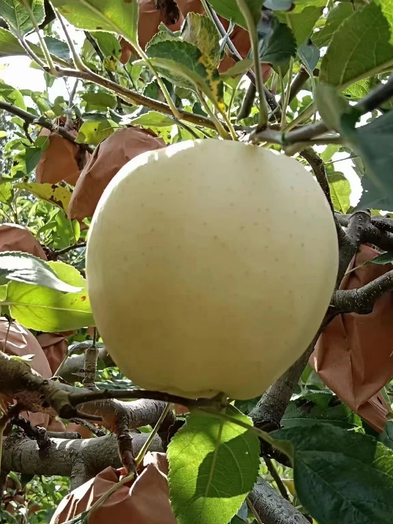 【顺丰包邮】甘肃黄元帅苹果