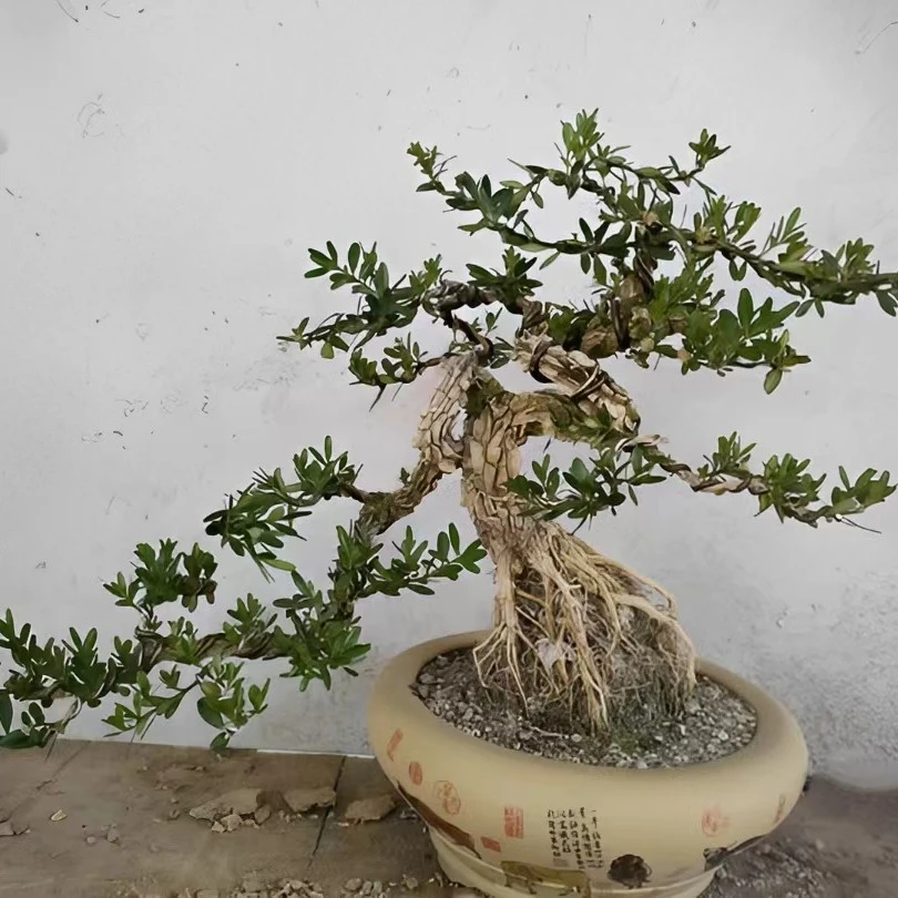 八妹黄杨盆景素材（后六省不包邮）室内盆景观赏保湿客厅功能叶片