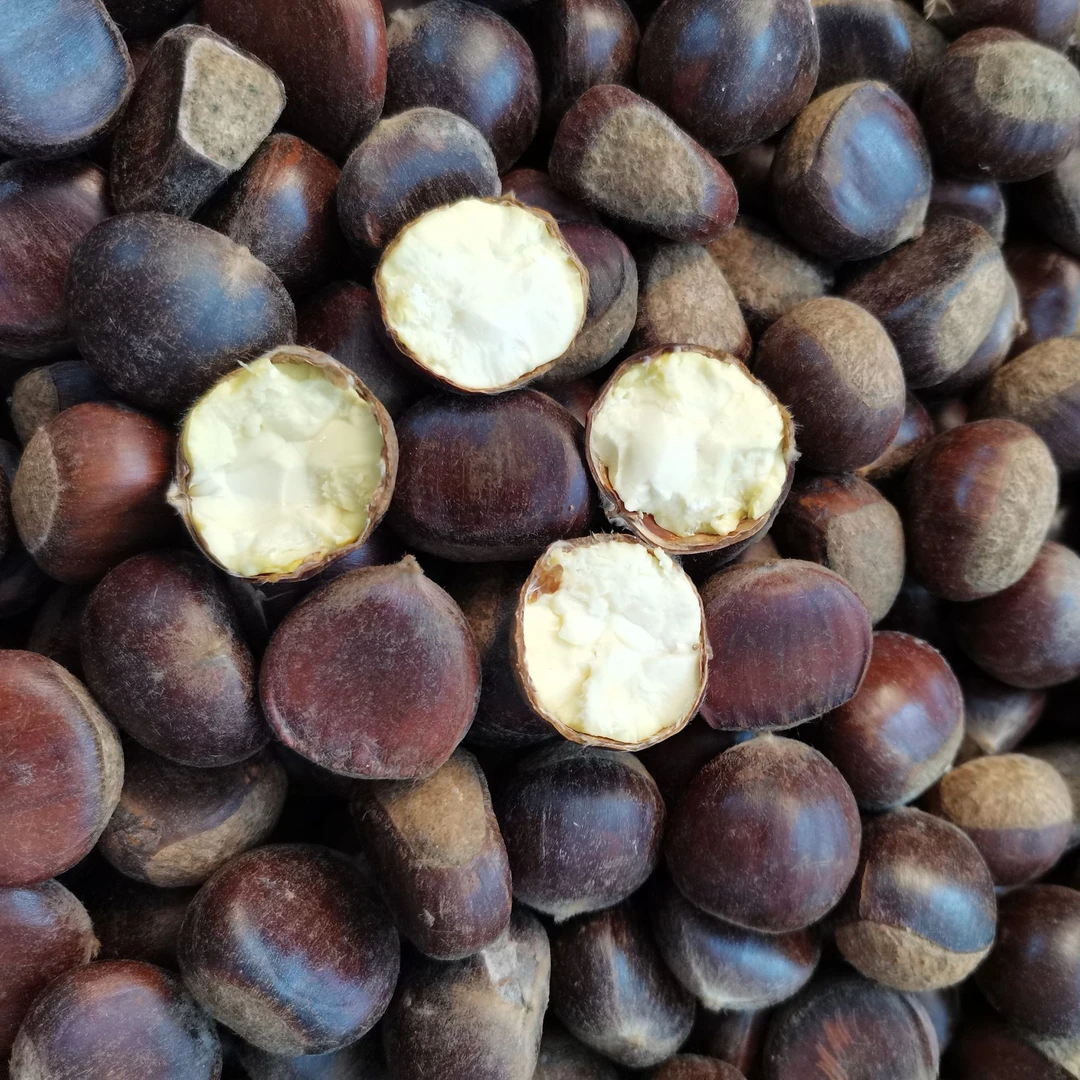 云南大山老树板栗