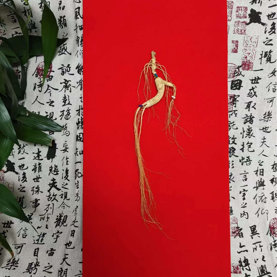 【山为证】长白山山参送礼自用