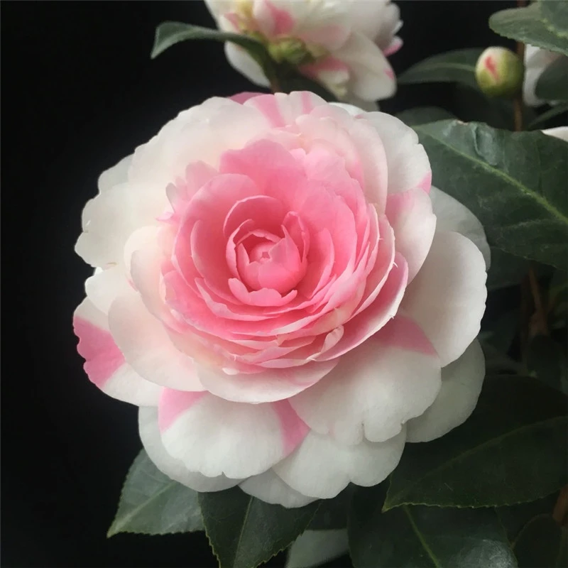 斑水屋先生茶花名贵珍稀品种山茶盆栽苗复色沃特豪斯云杂系福建