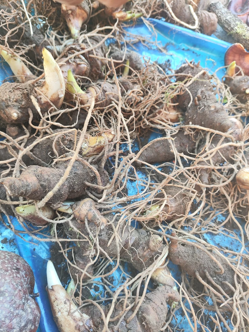 培荣集市现收重楼芋头根