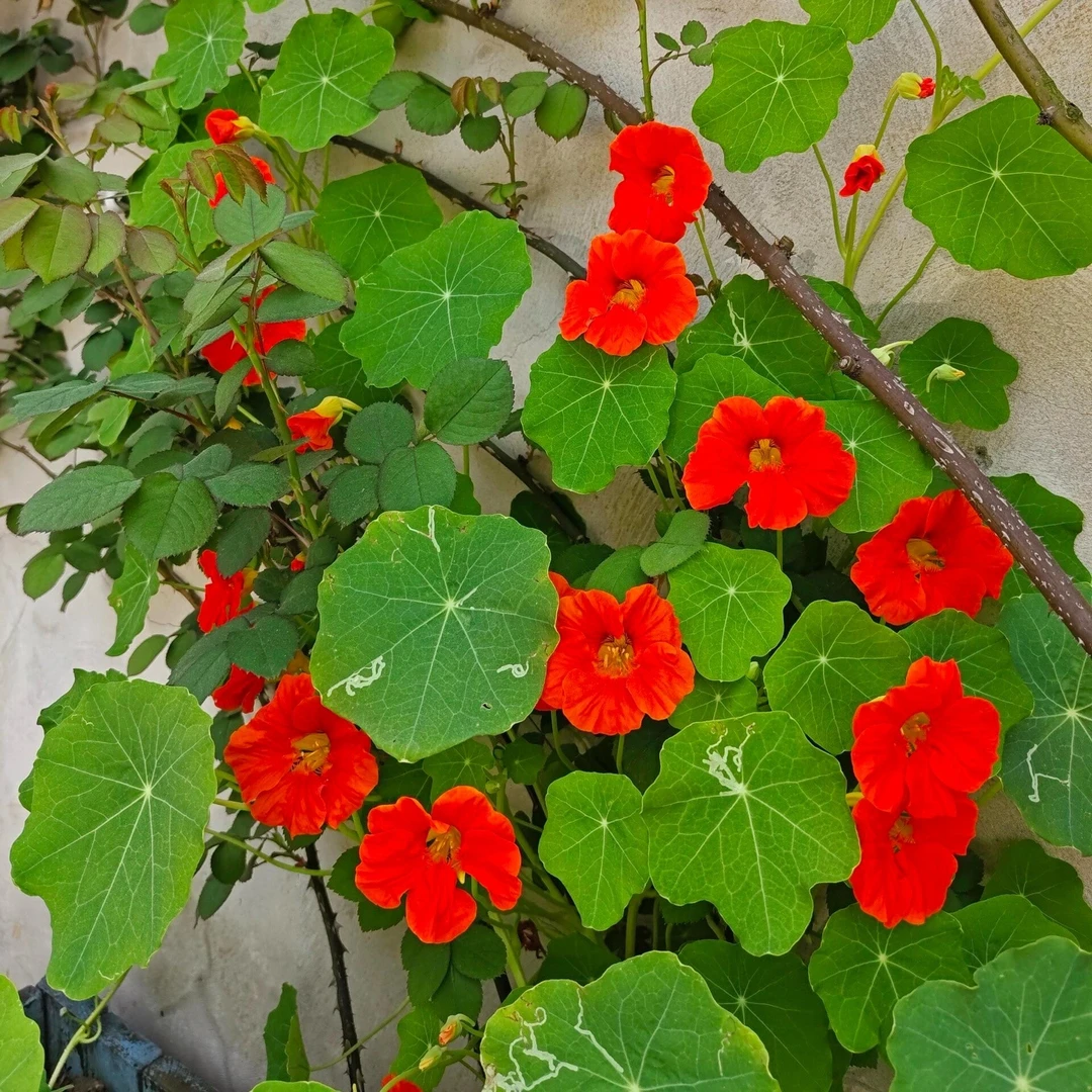 旱金莲种子旱荷花籽多年生四季花卉种子